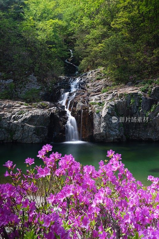 VH522 Rhododendron flowers in Myongji valley and Yongsu waterfall…